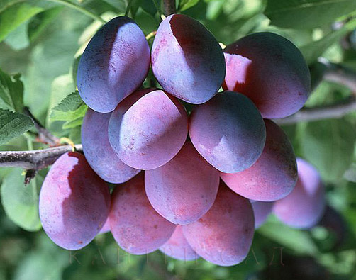 Слива домашняя Смолинка